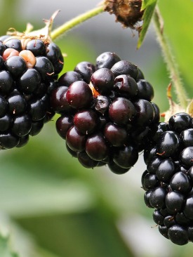 توت طبيعي  مجفف بالتفريز